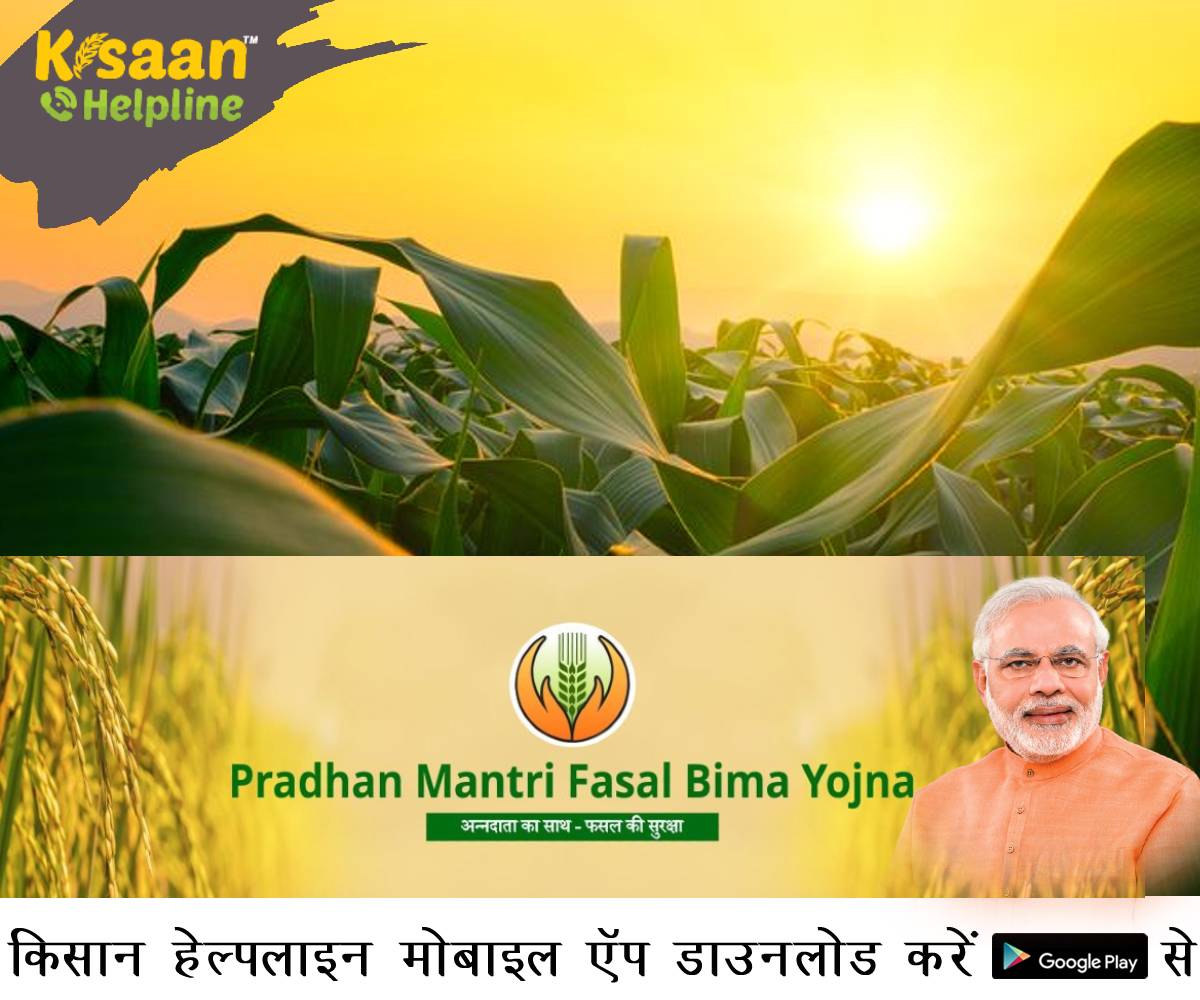 प्रधानमंत्री फसल बीमा योजना बनी मध्यप्रदेश के किसानों के लिए संजीवनी बूटी, मध्यप्रदेश बना सर्वाधिक बीमा क्लेम देने वाला राज्य प्रधानमंत्री फसल बीमा योजना बनी मध्यप्रदेश के किसानों के लिए संजीवनी बूटी, मध्यप्रदेश बना सर्वाधिक बीमा क्लेम देने वाला राज्य